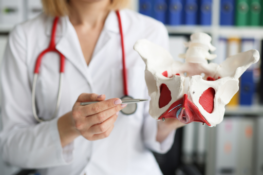 Pelvic Floor Muscle